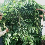 Hộ nghèo ở các xã của huyện Đam Rông vay vốn ưu đãi chủ yếu đầu tư vào cây cà phê giống mới catimo