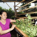 Chị Nguyễn Thị Nhi ở thôn Vạn Phước đang chăm sóc đàn dê được mua từ nguồn vốn chính sách