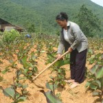 Phụ nữ Nguyên Bình tích cực phát triển sản xuất từ đồng vốn chính sách