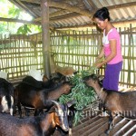 Nhờ nguồn vốn chính sách, gia đình chị Mông Thị Hồ đã đầu tư chăn nuôi dê và dần thoát khỏi cảnh nghèo