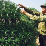 Nguồn vốn chính sách hỗ trợ gia đình ông Nguyễn Như Phượng phát triển diện tích trồng đào, giải quyết việc làm cho nhiều lao động