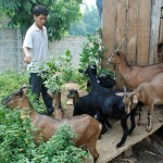 Nông dân Lào Cai mạnh dạn vay vốn ưu đãi mở rộng chăn nuôi