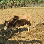Vốn vay ưu đãi giúp gia đình anh Lý Văn Nhánh ở thôn Lũng Hoài, xã Hạ Thôn đầu tư vào nuôi bò, thâm canh ngô lai