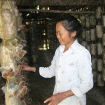 Chị Trần Thị Phượng ở xóm Tân Vĩnh, xã Tân Thành đang chăm sóc mộc nhĩ được đầu tư từ nguồn vốn ưu đãi