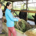 Chị Nguyễn Thị Hiếu ở khu phố Thọ Cang, phường 5, TP. Tân An vay vốn đầu tư chăn nuôi bò sữa