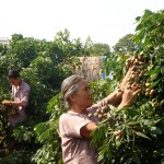 Hộ cận nghèo ở Hưng Yên vay vốn ưu đãi mở rộng diện tích cây nhãn cho thu nhập khá cao