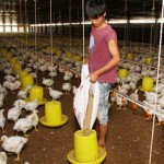 Tín dụng chính sách giúp nông dân thị xã Tam Kỳ (Quảng Nam) mở rộng trang trại nuôi gà công nghiệp Ảnh: Việt Linh