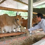 Vốn vay ưu đãi đã giúp cho các hộ gia đình ở xã Hà Tâm phát triển chăn nuôi bò, có thu nhập ổn định