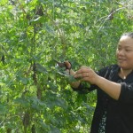 Với nguồn vốn vay giải quyết việc làm, chị Phan Thị Tuyết Hạnh đã trồng thêm rau sạch, ổn định kinh tế gia đình