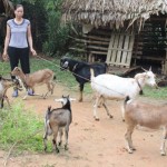 Khi vay vốn, gia đình bà Nguyễn Thị In mua 13 con dê, nay sinh sản có tới 20 con