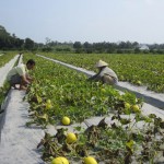 Hộ mới thoát nghèo ở phường Long Tuyền, quận Bình Thủy vay vốn mở rộng diện tích trồng dưa vàng
