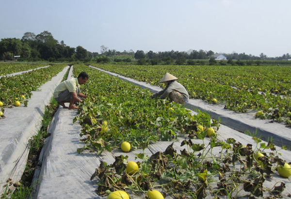 Hộ mới thoát nghèo ở phường Long Tuyền, quận Bình Thủy vay vốn mở rộng diện tích trồng dưa vàng