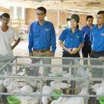 Tổ hợp tác nuôi thỏ xã Điện Hòa, thị xã Điện Bàn khởi nghiệp từ nguồn vốn vay ưu đãi và sự giúp sức của Đoàn Thanh niên