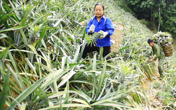 Tín dụng chính sách giúp bà con dân tộc Mông ở huyện Mường Khương mở rộng diện tích trồng dứa