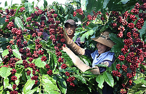 Cà phê - cây xóa nghèo ở Đắk Lắk