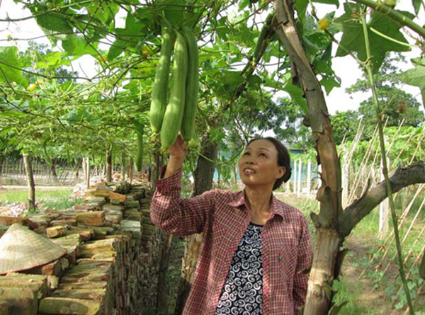 Bà Nguyễn Thị Thảo sử dụng vốn vay ưu đãi để chuyển đổi từ trồng lúa sang trồng rau an toàn cho thu nhập khá
