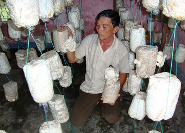 Hộ nghèo ở Khánh Hòa vay vốn ưu đãi trồng nấm