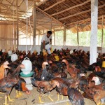 Mô hình chăn nuôi gà được nhiều người dân Lục Yên đầu tư từ nguồn vốn ưu đãi