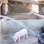 Chị Hồ Thị Huệ vay tiền ngân hàng mua lợn về nuôi