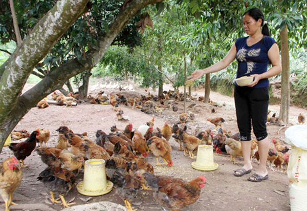 Nông dân Quảng Ninh phát triển kinh tế từ đồng vốn ưu đãi