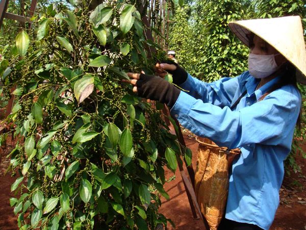 Hồ tiêu - cây giúp người dân trên địa bàn tỉnh Gia Lai ổn định kinh tế
