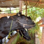 Được vay vốn chính sách, nhiều nông dân nghèo ở huyện Củ Chi đầu tư nuôi bò sữa cho thu nhập cao