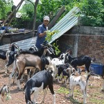 Nông dân nghèo ở vùng miền núi tỉnh Ninh Bình vay tiền chủ yếu để phát triển chăn nuôi dê núi