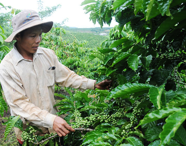 Ông Trần Văn Hùng sử dụng vốn ưu đãi đầu tư máy móc, phân bón để chăm sóc cà phê