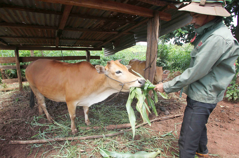 Gia đình anh Kpuih Miên, dân tộc Ba Na, xã Ya HLa, huyện Chư Pưh vay được vốn về chăn nuôi bò, lại có thêm phân để bón ruộng, thêm sức kéo để cải tạo đất trồng