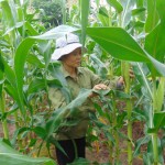 Nông dân nghèo huyện Hưng Hà sử dụng vốn vay vào trồng ngô