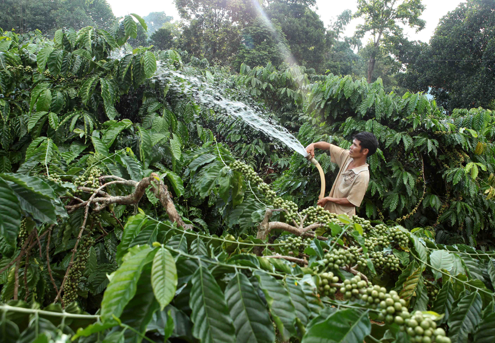 Gia đình anh H’Nich, dân tộc Ba Na ở làng K’Tăng, xã K’Dang, huyện Đắk Đoa vay vốn hộ mới thoát nghèo đầu tư trồng cà phê