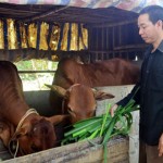 Anh Nguyễn Minh Tuấn ở thôn Kim Xuyên vay vốn ưu đãi để đầu tư nuôi bò