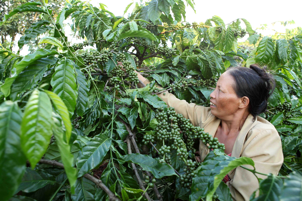 Còn hộ gia đình chị Hoàng Thị Huyền ở thôn 5, xã Hneng, huyện Đắk Đoa vui mừng bên dẫy cà phê chuẩn bị cho thu hoạch. Đợt này chị nhận 30 triệu đồng tiền vốn về để mua phân đạm bón cho cây