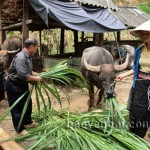 Chăn nuôi đại gia súc giúp CCB Giàng A Chinh thoát nghèo