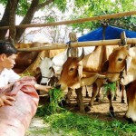 Bà con nông dân xã Vĩnh Hiệp, huyện Vĩnh Thạnh vay vốn ưu đãi phát triển chăn nuôi đại gia súc
