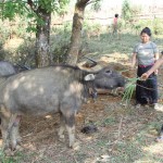 Vay được vốn, đồng bào dân tộc tỉnh Điện Biên đầu tư vào chăn nuôi