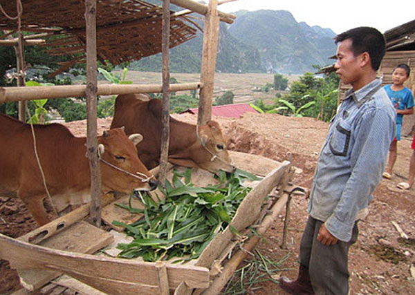 Người dân tỉnh Sơn La nuôi bò nhốt đạt hiệu quả kinh tế cao