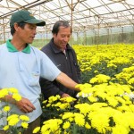 Ở thành phố Đà Lạt có khá nhiều nông dân nghèo vay vay chính sách đầu tư vào trồng hoa
