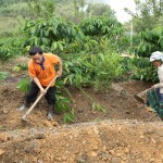 Nhờ được tiếp cận nguồn tín dụng chính sách, các hộ dân ở vùng sâu, xa của huyện Đam Rông (Lâm Đồng) có điều kiện mở rộng diện tích trồng cà phê, tăng thu nhập gia đình Ảnh: Trần Việt