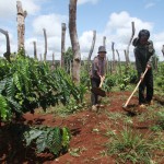 Hộ gia đình chị Siêu Mi sử dụng vốn vay ưu đãi để đầu tư trồng cây cà phê