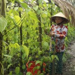 Bà Nguyễn Thị Đèo sẽ sử dụng số vốn được vay để mở rộng diện tích trồng trầu