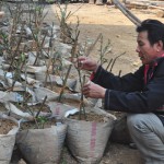 Nhiều hộ dân ở xóm Đồng Chụa, xã Thống Nhất vay vốn ưu đãi đầu tư vào ươm cây giống