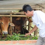 Hỗ trợ vốn nuôi bò - một trong những mô hình hiệu quả của Hội Nông dân xã Tân Nghĩa