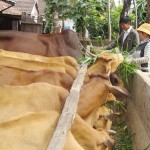 Huyện Cư Jút đang hướng cho bà con nông dân trong vùng phát triển chăn nuôi bò thịt mang lại hiệu quả kinh tế cao