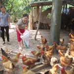 Chị Nguyễn Minh Khuyến, xã Tân Dĩnh, chăm sóc đàn gà trứng thương phẩm của gia đình