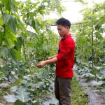 Anh Nguyễn Thanh Tâm đang chăm sóc vườn rau sạch