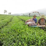 Nông dân nghèo ở các huyện miền núi Phú Thọ sử dụng đồng vốn vào sản xuất chè sạch Ảnh: Thùy Trang
