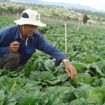 Nông dân nghèo tỉnh Thừa Thiên - Huế sử dụng vốn vay ưu đãi vào trồng rau màu
