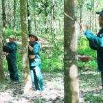 Cao su cây “mũi nhọn” phát triển kinh tế của huyện Nam Giang