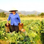 Được vay từ nguồn vốn ưu đãi, chị em phụ nữ nghèo trong tỉnh Cao Bằng phát triển mô hình trồng rau an toàn